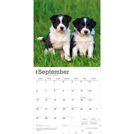 Border Collie Puppies | 2026 12 x 24 Inch (Hanging) Monthly Square Wall Calendar | Plastic-Free {4}