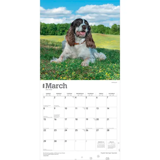 English Springer Spaniels | 2026 12 x 24 Inch (Hanging) Monthly Square Wall Calendar | Plastic-Free {3}