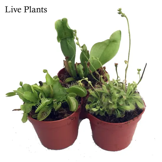 Carnivorous Terrarium Plants - Assortment of 3 Plants in 2" Pots {2}