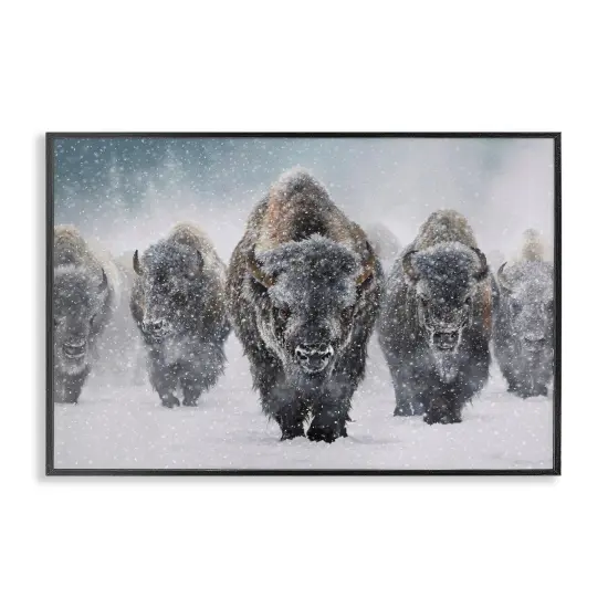 Stupell Industries Indomitable Bison in Snow Framed Giclee Wall Art Design by Mark Kelso {1}