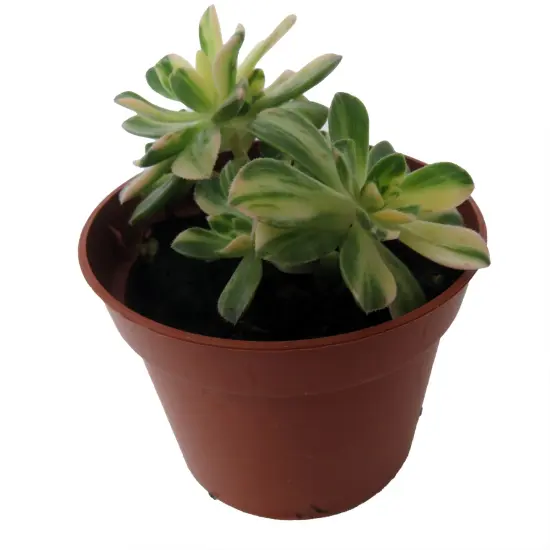 Suncup Succulent -Aeonium Castello Paive Variegata-2.5" Pot {5}