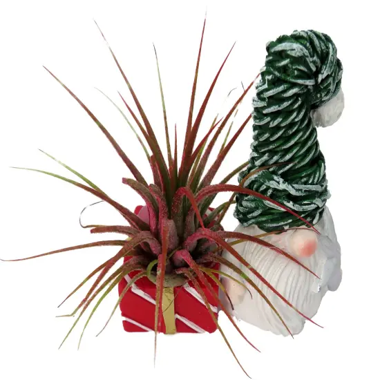 Ceramic Gnome with Green Hat Planter plus Live Air Plant - Tillandsia {3}