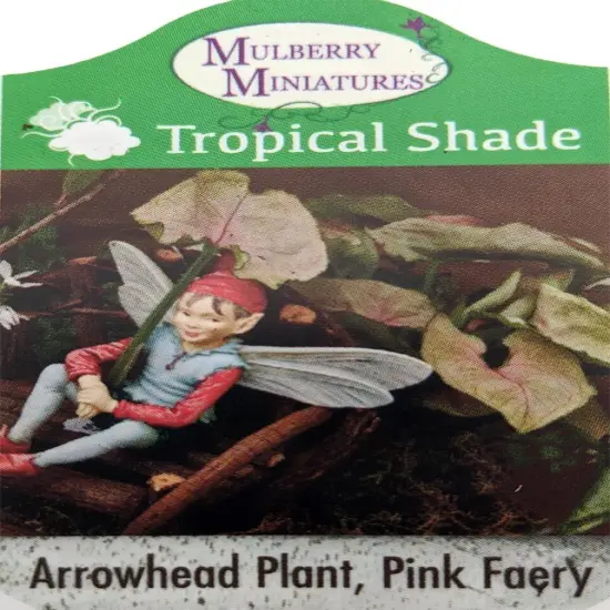 Pink Fairy Arrowhead Plant - Syngonium - Nepthytis - 2.5" Pot - Fairy Garden {3}