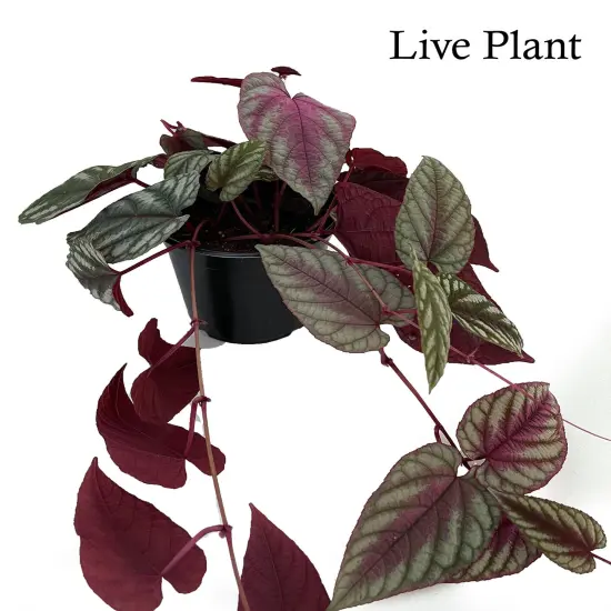 Rex Begonia Vine - Cissus Discolor - Great House Plant - 6" Pot {2}