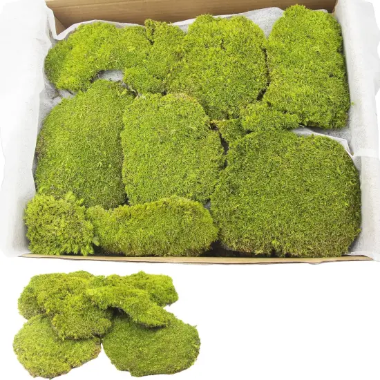Preserved Pillow Moss Bulk Green Moss Balls for Bowls 2.5 sq.ft Natural Preserved Pole Moss Pillow for Wall Art Terrariums Crafts Fairy Gardens Pot Plants Easter Table Decor Yellow Green {1}