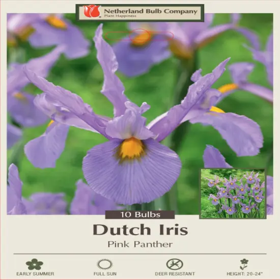 Pink Panther Dutch Iris 10 Bulbs - Great Cut Flower! - 8/9 cm Bulbs {1}