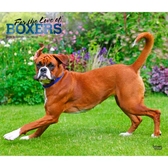 For the Love of Boxers | 2026 14 x 24 Inch (Hanging) Monthly Deluxe Wall Calendar | Foil Stamped Cover | Plastic-Free {1}