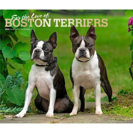 For the Love of Boston Terriers | 2026 14 x 24 Inch (Hanging) Monthly Deluxe Wall Calendar | Foil Stamped Cover | Plastic-Free {1}