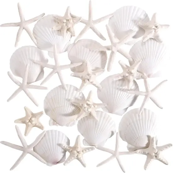 24 PCS Natural Starfish 2-4" and Scallop Shell {1}