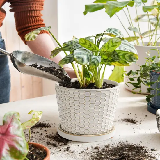 Set of 2 5.4 Inch Ceramic Planters with Drainage Hole and Saucer (C&D Embossed Pattern) {2}
