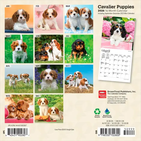 Cavalier King Charles Spaniel Puppies | 2026 7 x 14 Inch (Hanging) Monthly Mini Wall Calendar {2}