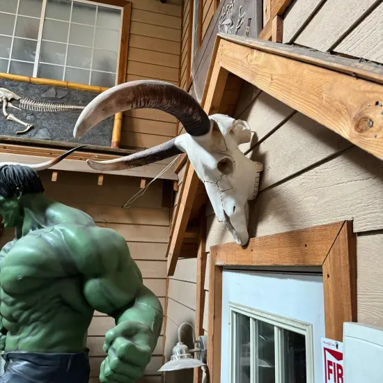 Small Bull Skull Life Size Statue {6}