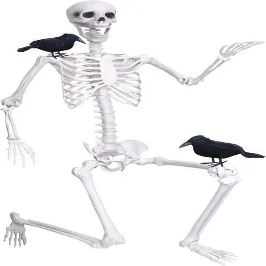 6Ft Life Size Skeleton with 2PCS Black Crows for Halloween {1}