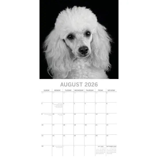The Gifted Stationary 2026 Square Wall Calendar, Dog Portraits, 16-Month Black and White Photos with 180 Reminder Stickers (12 x 12 In) Multicolor {3}