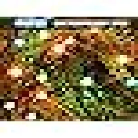 Christmas Lights for Tree Yard Party {3}