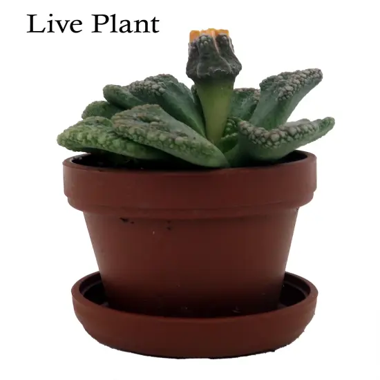 Dinosaur Foot Living Stone Plant - Titanopsis - 1" Pot - Collector's Series {2}