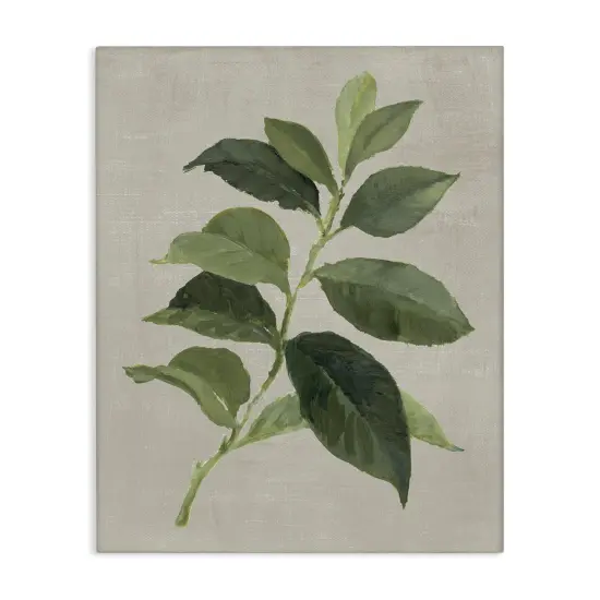 Stupell Industries Arabica Coffee Plant Leaf Canvas Design by Lanie Loreth {1}