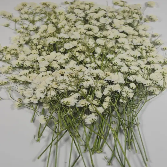 50 pcs Real Pressed Dried Flowers Mini White Gypsophila Baby's Breath for Wedding Invitation Resin DIY Art Floral Decors {1}