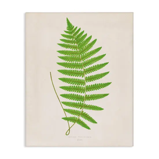 Stupell Industries Single Fern Branch Canvas Design by Phillipa Katz {1}