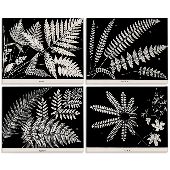 Stupell Industries Ferns Studies with Stark Contrast 4pc Canvas Set Design by Phillipa Katz {1}