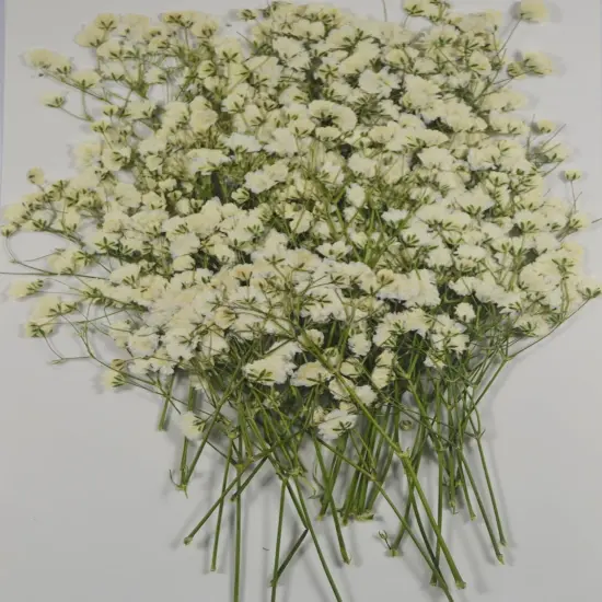50 pcs Real Pressed Dried Flowers Mini White Gypsophila Baby's Breath for Wedding Invitation Resin DIY Art Floral Decors {4}