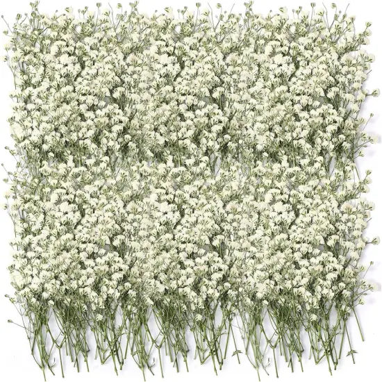 100 Pcs Dried Babys Breath Flowers Bulk Ivory White Babys Breath Real Pressed Flowers Natural Gypsophila for Resin Wedding Art Craft DIY Invitations Scrapbooking Card Making {1}