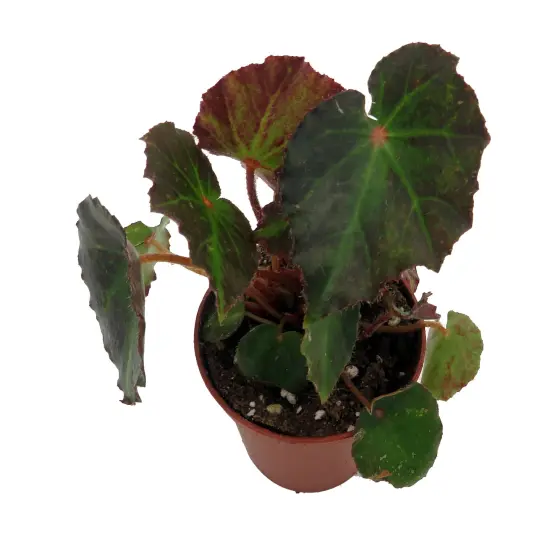 Boyfriend Begonia Plant -2.5" Pot- Terrarium/Fairy Garden/Houseplant {3}