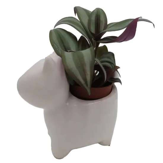 Dog Ceramic Planter with Surprise Terrarium Plant -3" Pot {4}
