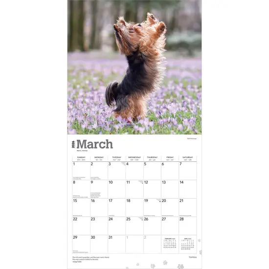 Yorkshire Terriers | 2026 12 x 24 Inch (Hanging) Monthly Square Wall Calendar | Plastic-Free {3}