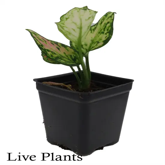 Red Zircon Chinese Evergreen Plant - Aglaonema - 2.5" Pot {2}