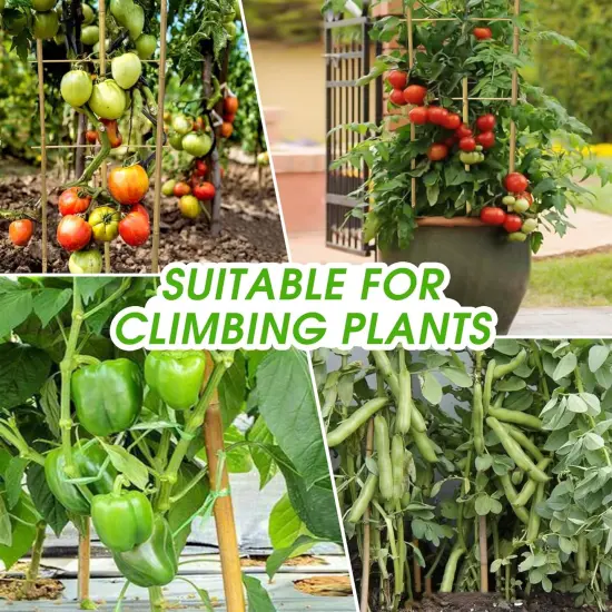 10 Pack 3 Feet Natural Bamboo Trellis {3}