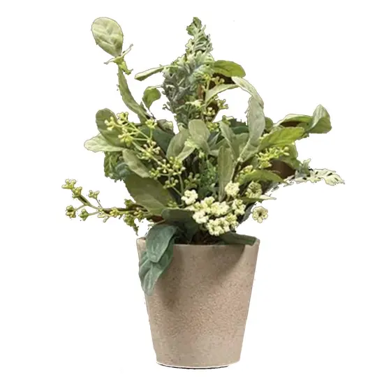 Mixed Lamb's Ear With Pot {1}