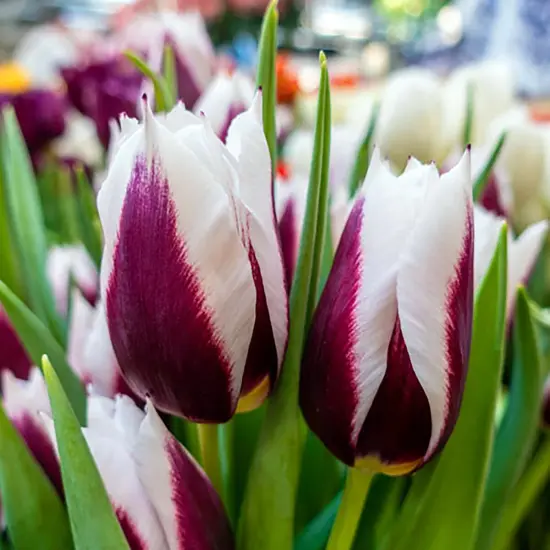 Rimini Triumph Tulip 7 Bulbs - NEW - 12/+ cm Bulbs {1}