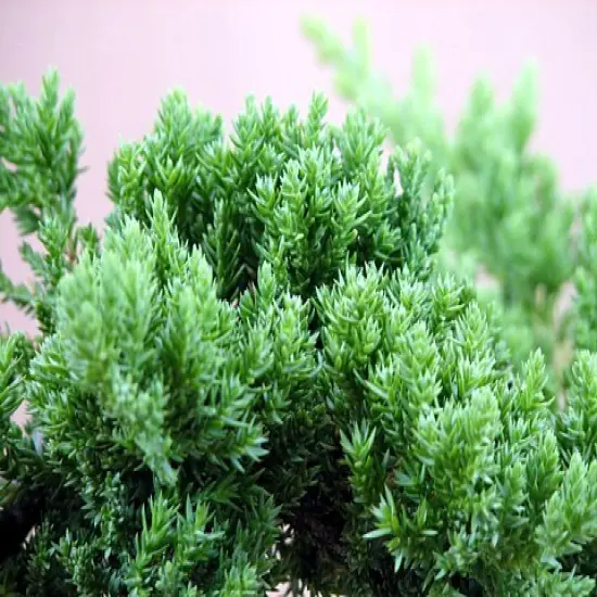 Japanese Juniper Bonsai Tree - 4" pot - Juniperus procumbens - Nana {3}