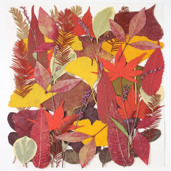 A5 Large Bulk Fall Dried Pressed Leaves {1}