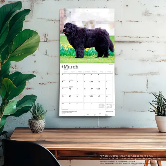 Newfoundlands | 2026 12 x 24 Inch (Hanging) Monthly Square Wall Calendar | Plastic-Free {5}