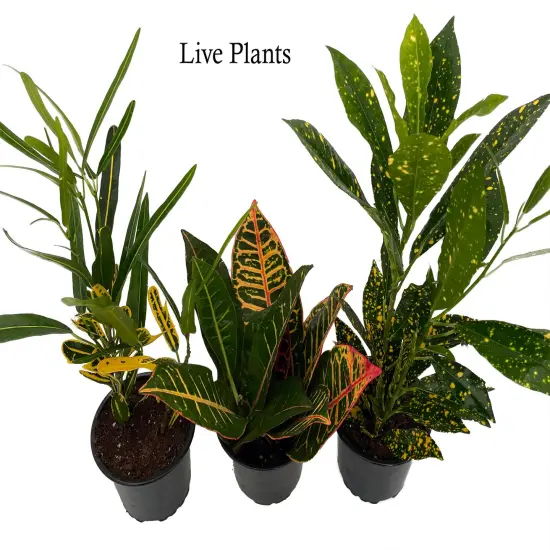 Croton Plant Assortment - 3 Pack in 4" Pots {2}