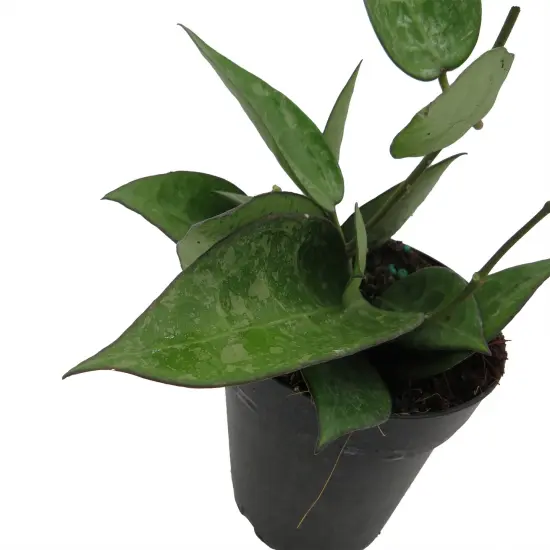 Black Margin Hoya Parasitica - 4" Pot - Collector's Series {4}