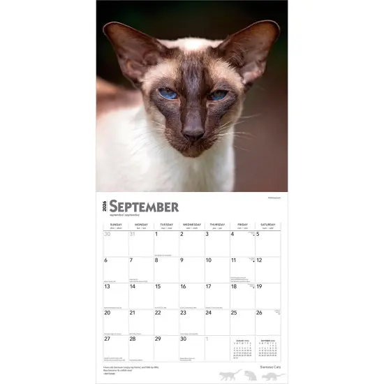 Siamese Cats | 2026 12 x 24 Inch (Hanging) Monthly Square Wall Calendar | Plastic-Free {4}
