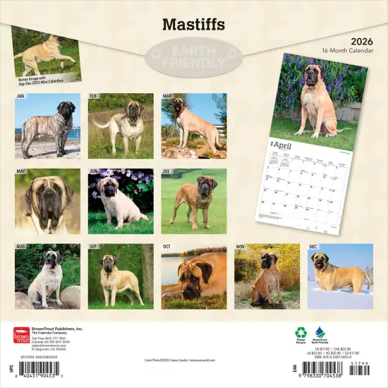 Mastiffs | 2026 12 x 24 Inch (Hanging) Monthly Square Wall Calendar | Plastic-Free {2}