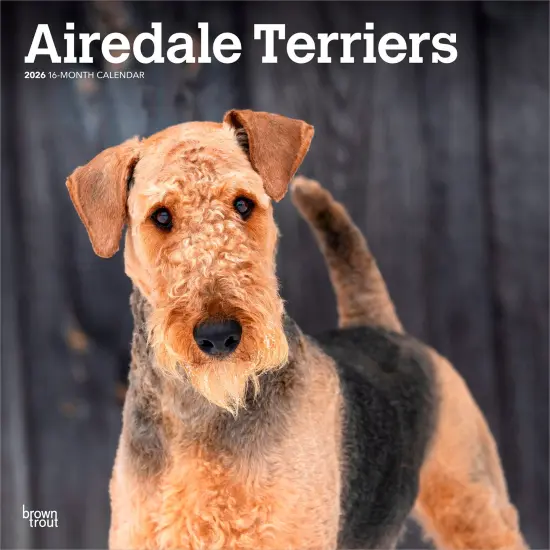 Airedale Terriers | 2026 12 x 24 Inch (Hanging) Monthly Square Wall Calendar | Plastic-Free {1}
