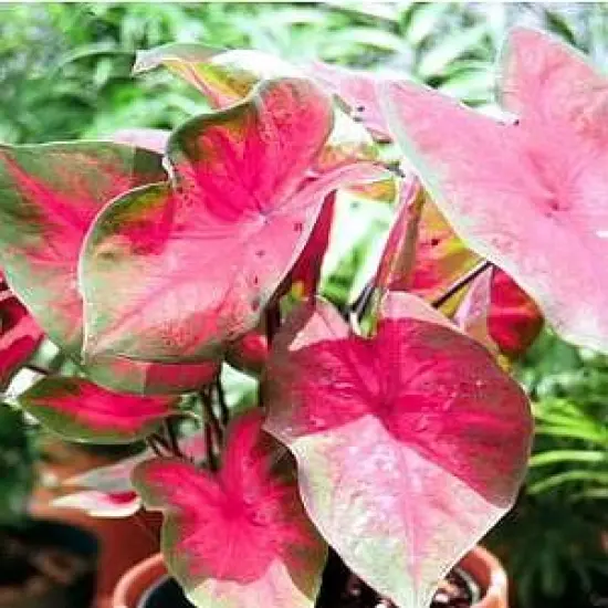 Postman Joyner Caladium 3 Bulbs - Deep Red/Green Margin {1}