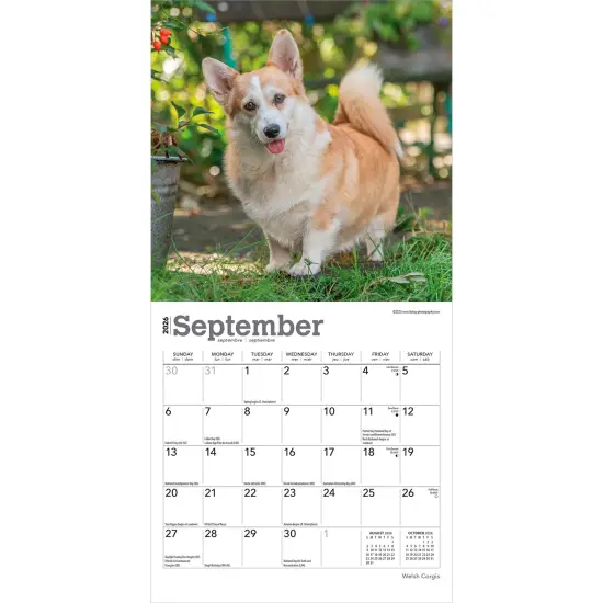 Welsh Corgis | 2026 7 x 14 Inch (Hanging) Monthly Mini Wall Calendar {4}