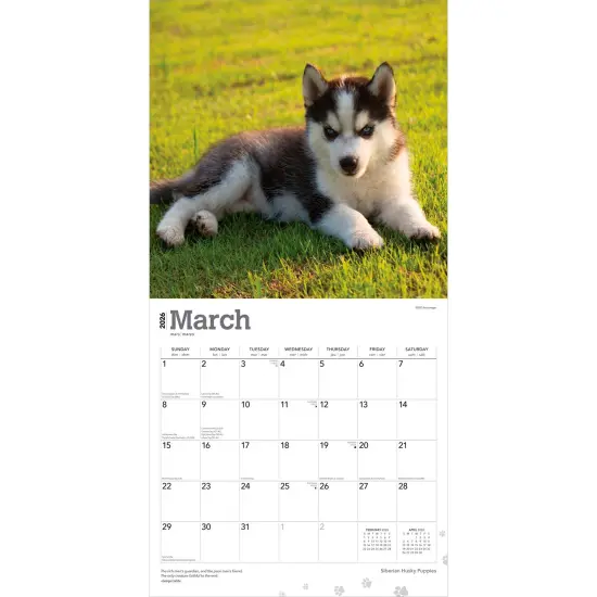 Siberian Husky Puppies | 2026 12 x 24 Inch (Hanging) Monthly Square Wall Calendar | Plastic-Free {3}