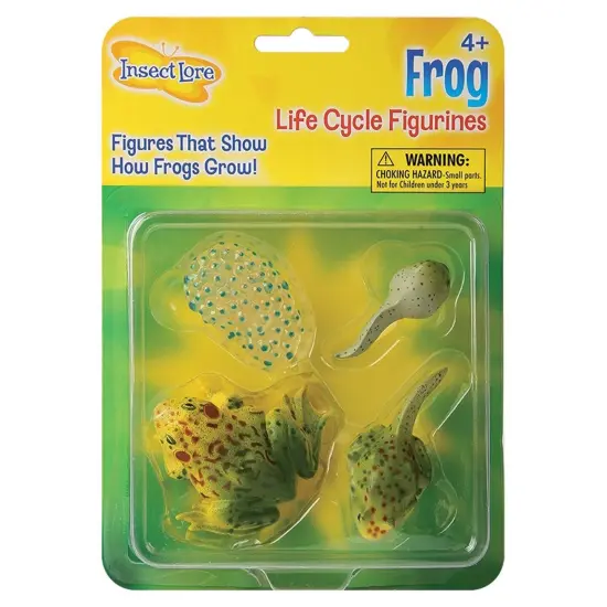 Frog Life Cycle Stages {1}
