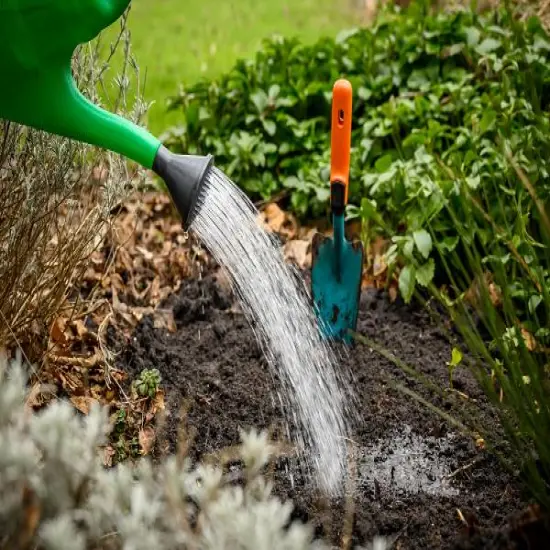 Moulin Rouge Triumph Tulip 7 Bulbs - 12/+ cm Bulbs - New {5}