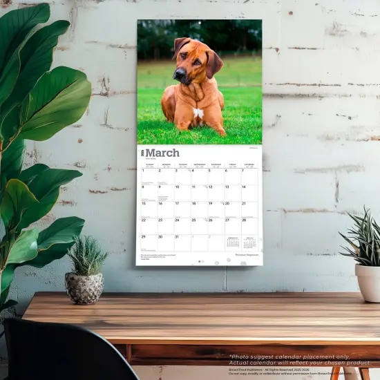 Rhodesian Ridgebacks | 2026 12 x 24 Inch (Hanging) Monthly Square Wall Calendar | Plastic-Free {5}