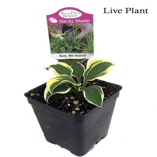 World's Smallest Hosta - Fairy Garden/Perennial Bedding Plant - 2.5" Pot {2}