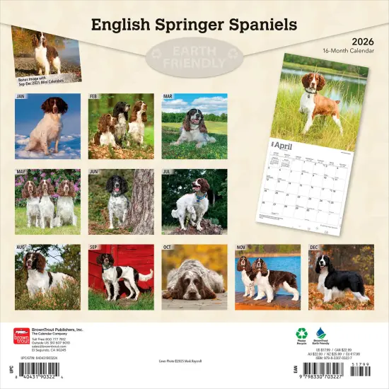 English Springer Spaniels | 2026 12 x 24 Inch (Hanging) Monthly Square Wall Calendar | Plastic-Free {2}