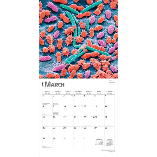 Microscopic World of Innerspace | 2026 12 x 24 Inch (Hanging) Monthly Square Wall Calendar | Plastic-Free {3}